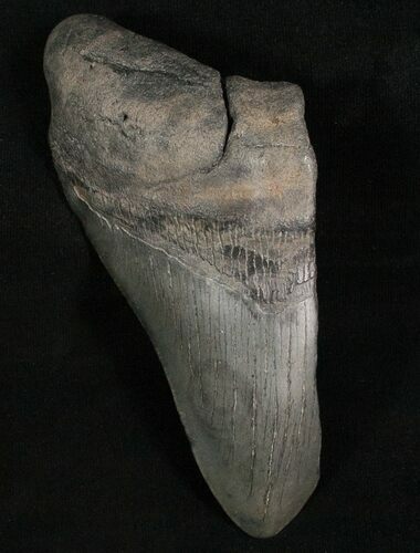 Bargain Megalodon Tooth #7459